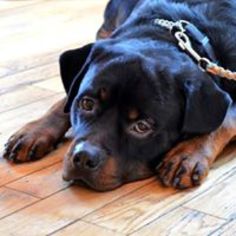 Rottweiler Dogs for adoption in Binghamton, NY, USA