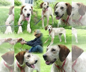 English Coonhound Dogs for adoption in Westminster, MD, USA