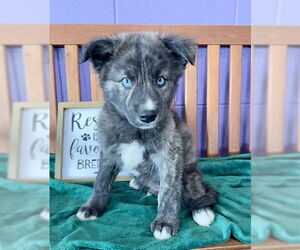 Australian Shepherd-Unknown Mix Dogs for adoption in Genesee, WI, USA