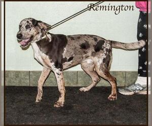 Catahoula Leopard Dog Dogs for adoption in Ada, OK, USA