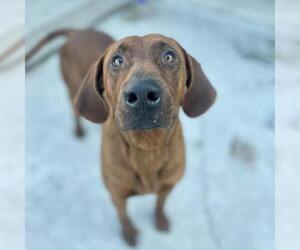 Redbone Coonhound Dogs for adoption in Roanoke, VA, USA