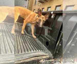 Mutt Dogs for adoption in Imlay City, MI, USA