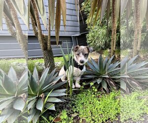 Jack Russell Terrier-Unknown Mix Dogs for adoption in San Francisco, CA, USA