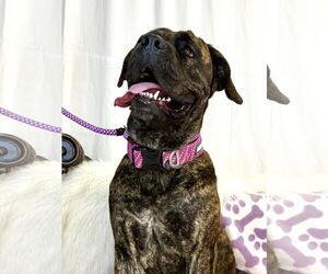 Bullmastiff Dogs for adoption in Goodyear, AZ, USA