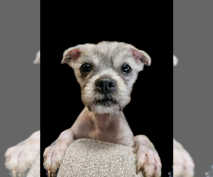 Shih Tzu-Unknown Mix Dogs for adoption in Farmington, MN, USA