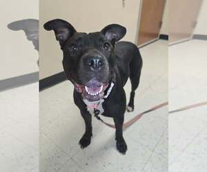American Pit Bull Terrier-Unknown Mix Dogs for adoption in Millersville, MD, USA