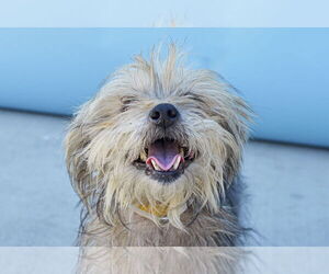 Mutt Dogs for adoption in Pasadena, CA, USA