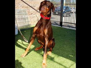 Doberman Pinscher Dogs for adoption in Grass Valley, CA, USA