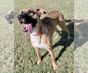Black Mouth Cur-Unknown Mix Dogs for adoption in Royse City, TX, USA