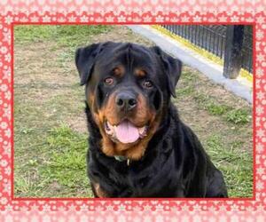 Rottweiler Dogs for adoption in Orange, CA, USA