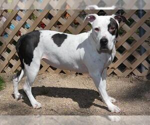 Bullboxer Pit Dogs for adoption in West Valley, UT, USA