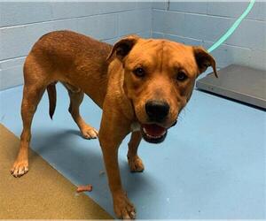 American Pit Bull Terrier-Unknown Mix Dogs for adoption in Moreno Valley, CA, USA