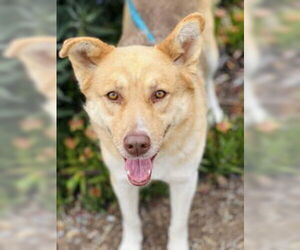 German Shepherd Dog Dogs for adoption in Salinas, CA, USA