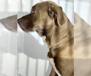 Labrador Retriever-Unknown Mix Dogs for adoption in Houston, TX, USA