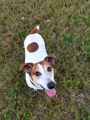 Jack Russell Terrier Dogs for adoption in Waynesboro, PA, USA
