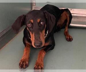 Doberman Pinscher Dogs for adoption in Moreno Valley, CA, USA