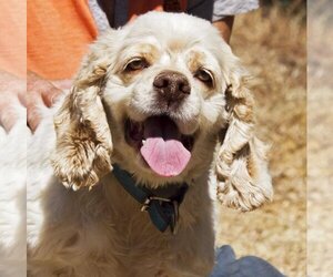 Cocker Spaniel Dogs for adoption in Redmond, WA, USA