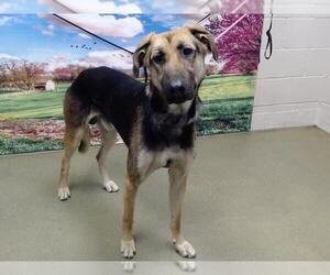 German Shepherd Dog-Saluki Mix Dogs for adoption in Moreno Valley, CA, USA