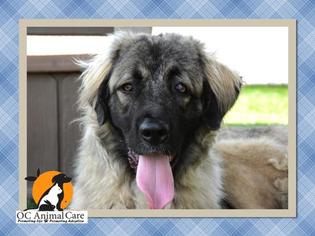 Leonberger Dogs for adoption in Orange, CA, USA