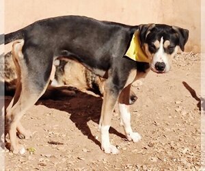 Catahoula Leopard Dog-Huskies  Mix Dogs for adoption in Pena Blanca, NM, USA