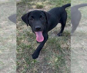 Labrador Retriever-Unknown Mix Dogs for adoption in Conroe, TX, USA