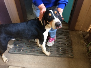 Coonhound Dogs for adoption in Chama, NM, USA