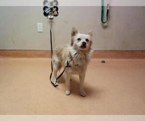 Mutt Dogs for adoption in Martinez, CA, USA