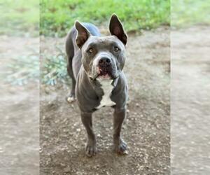 American Pit Bull Terrier Dogs for adoption in Riverside, CA, USA