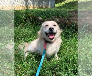 Retriever -Unknown Mix Dogs for adoption in Virginia Beach, VA, USA