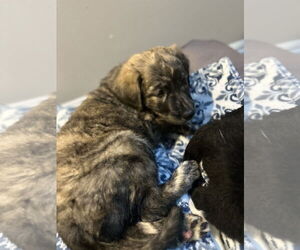 Labrador Retriever-Unknown Mix Dogs for adoption in San Diego, CA, USA