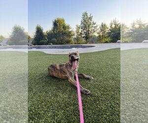 Mutt Dogs for adoption in Springdale, PA, USA