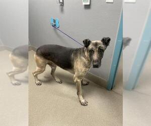 German Shepherd Dog-Unknown Mix Dogs for adoption in Las Vegas, NV, USA