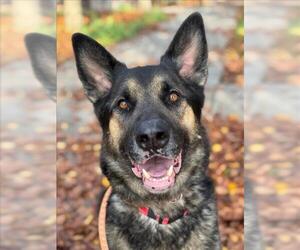 German Shepherd Dog-Unknown Mix Dogs for adoption in Woodland, CA, USA