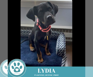 Rottweiler-Unknown Mix Dogs for adoption in Kimberton, PA, USA