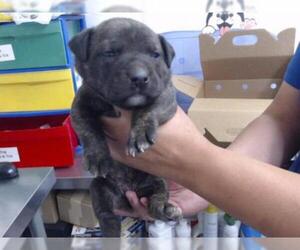 American Pit Bull Terrier-German Shepherd Dog Mix Dogs for adoption in San Bernardino, CA, USA