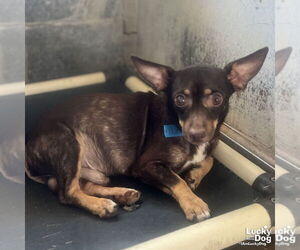 Chihuahua-Unknown Mix Dogs for adoption in Washington, DC, USA