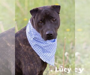 Labrador Retriever-Plott Hound Mix Dogs for adoption in Evergreen, CO, USA