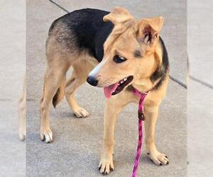 German Shepherd Dog-Unknown Mix Dogs for adoption in Sacramento, CA, USA