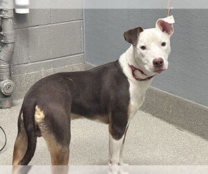 American Pit Bull Terrier-Unknown Mix Dogs for adoption in Las Vegas, NV, USA