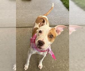 American Pit Bull Terrier Dogs for adoption in Tulsa, OK, USA