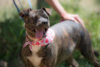 American Staffordshire Terrier-Unknown Mix Dogs for adoption in Bell Gardens, CA, USA