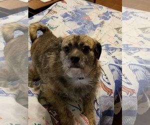 Border Terrier-Unknown Mix Dogs for adoption in Arlington, TX, USA