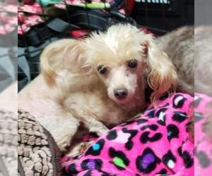 Poodle (Toy) Dogs for adoption in Helena, AL, USA