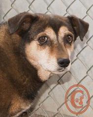 Beagi Dogs for adoption in Evergreen, CO, USA
