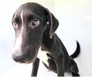 Labrador Retriever-Unknown Mix Dogs for adoption in Houston, TX, USA