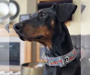 Doberman Pinscher Dogs for adoption in Minneaoplis, MN, USA