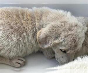 Labrador Retriever Dogs for adoption in Houston, TX, USA