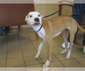 American Pit Bull Terrier-Unknown Mix Dogs for adoption in Ocala, FL, USA