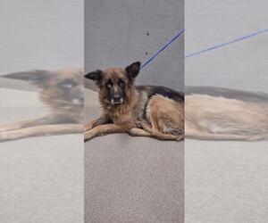 German Shepherd Dog-Unknown Mix Dogs for adoption in Las Vegas, NV, USA