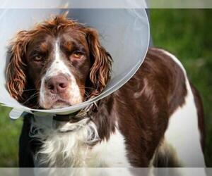 English Springer Spaniel Dogs for adoption in Westminster, MD, USA